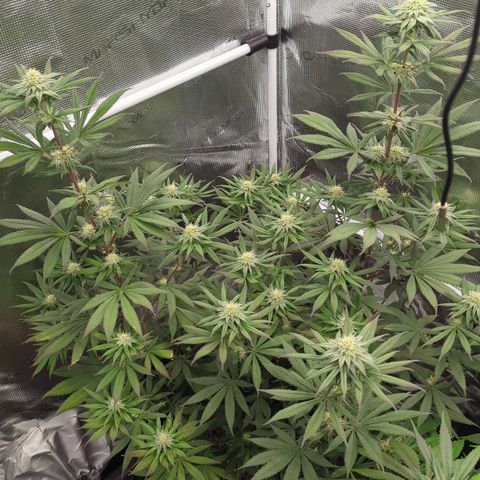 Four Peaks growlog timeline photo