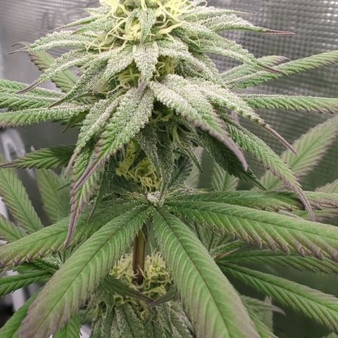 Four Peaks growlog timeline photo