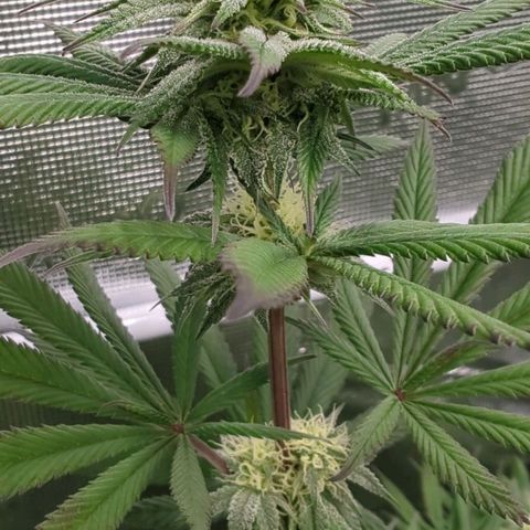 Four Peaks growlog timeline photo