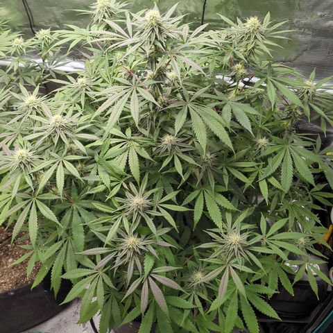 Purple Panty Dropper growlog timeline photo