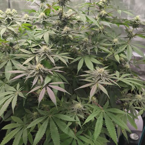 Purple Panty Dropper growlog timeline photo