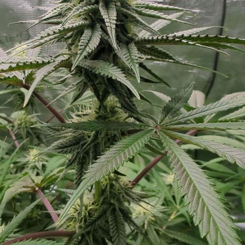 Purple Panty Dropper growlog timeline photo