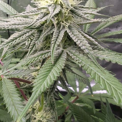 Purple Panty Dropper growlog timeline photo