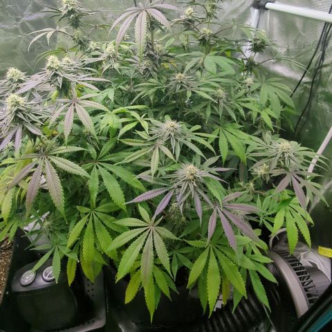 Purple Panty Dropper growlog timeline photo