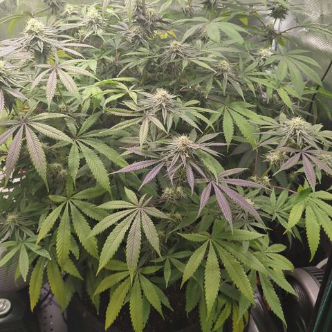 Purple Panty Dropper growlog timeline photo