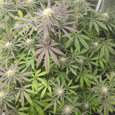Purple Panty Dropper growlog timeline photo