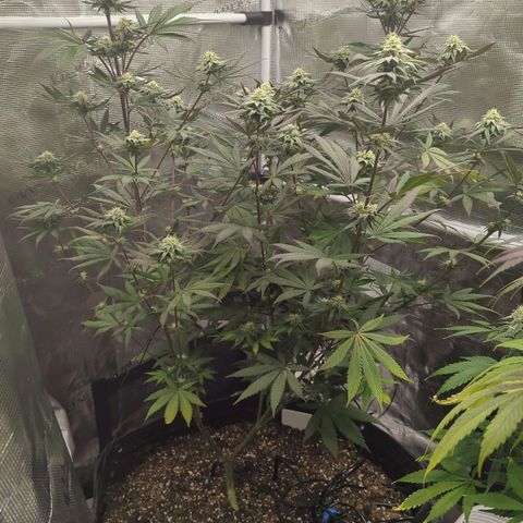 Four Peaks growlog timeline photo