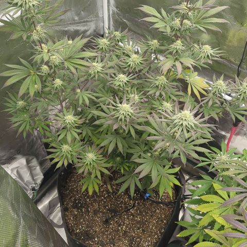 Four Peaks growlog timeline photo
