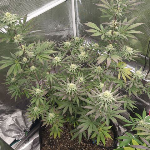 Four Peaks growlog timeline photo