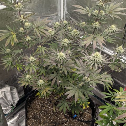 Four Peaks growlog timeline photo