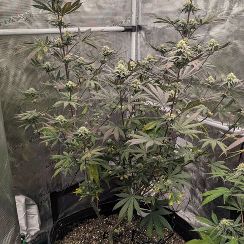 Four Peaks growlog timeline photo