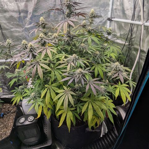 Purple Panty Dropper growlog timeline photo