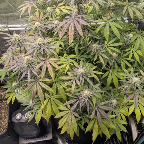 Purple Panty Dropper growlog timeline photo