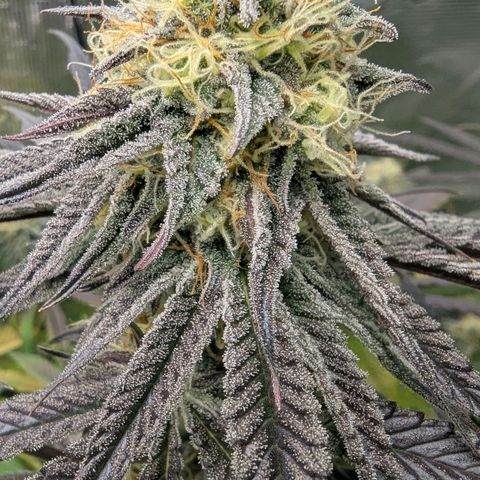 Purple Panty Dropper growlog timeline photo