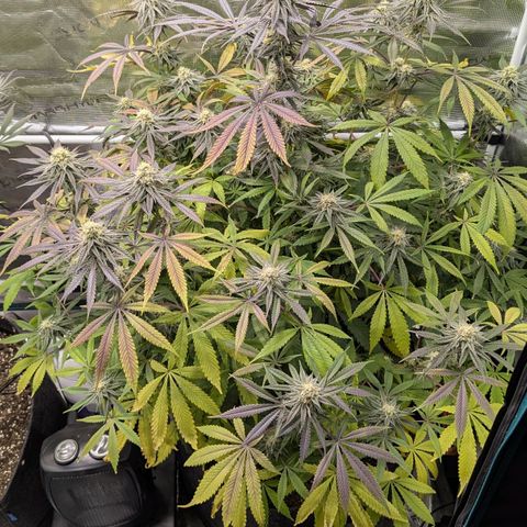 Purple Panty Dropper growlog timeline photo