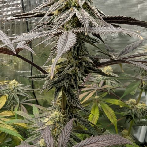 Purple Panty Dropper growlog timeline photo