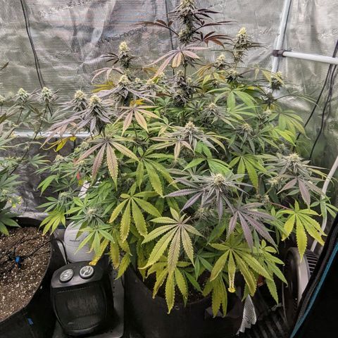 Purple Panty Dropper growlog timeline photo