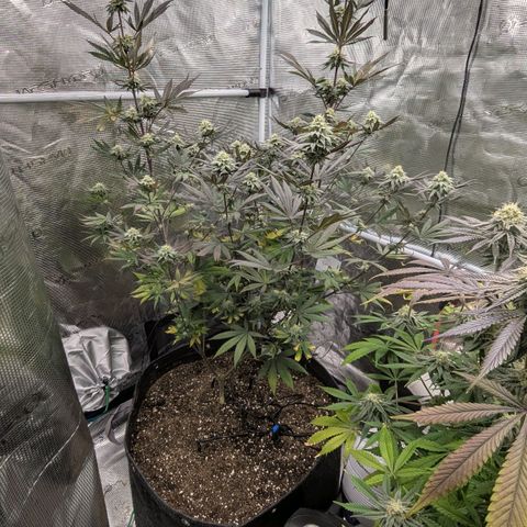 Four Peaks growlog timeline photo