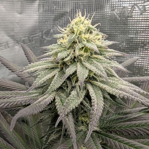 Four Peaks growlog timeline photo