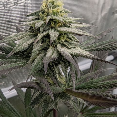Four Peaks growlog timeline photo