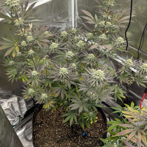 Four Peaks growlog timeline photo
