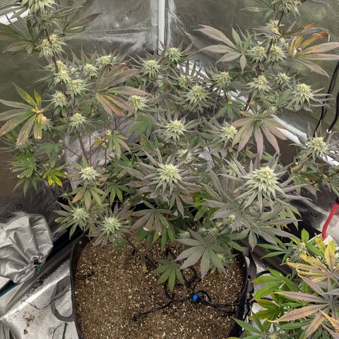 Four Peaks growlog timeline photo