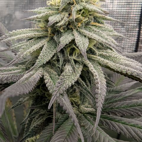 Four Peaks growlog timeline photo