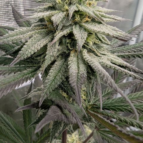 Four Peaks growlog timeline photo