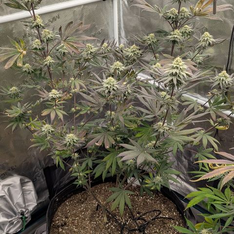 Four Peaks growlog timeline photo