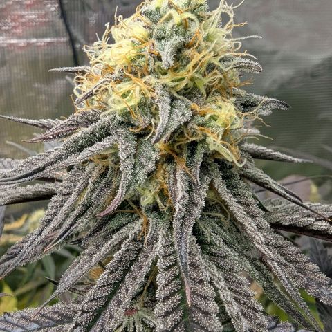 Purple Panty Dropper growlog timeline photo