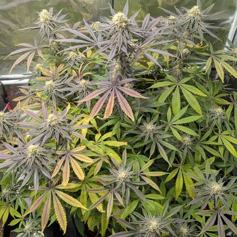 Purple Panty Dropper growlog timeline photo