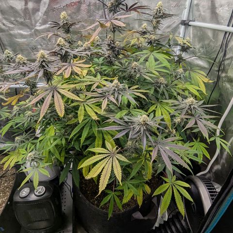 Purple Panty Dropper growlog timeline photo