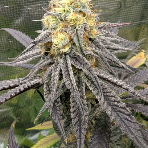 Purple Panty Dropper growlog timeline photo