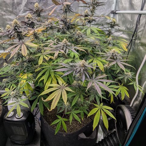 Purple Panty Dropper growlog timeline photo