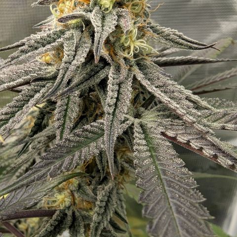 Purple Panty Dropper growlog timeline photo