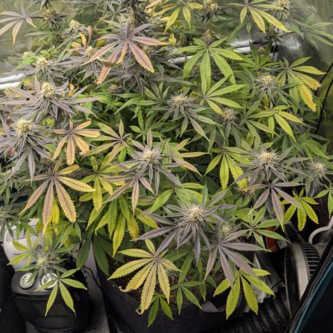 Purple Panty Dropper growlog timeline photo