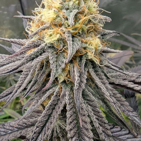 Purple Panty Dropper growlog timeline photo