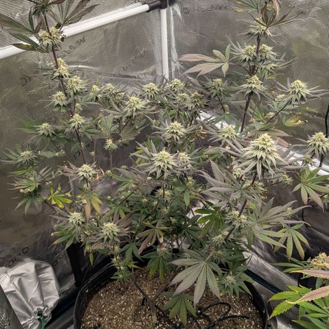 Four Peaks growlog timeline photo