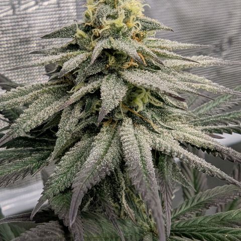 Four Peaks growlog timeline photo
