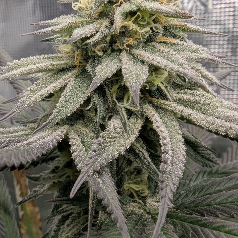 Four Peaks growlog timeline photo