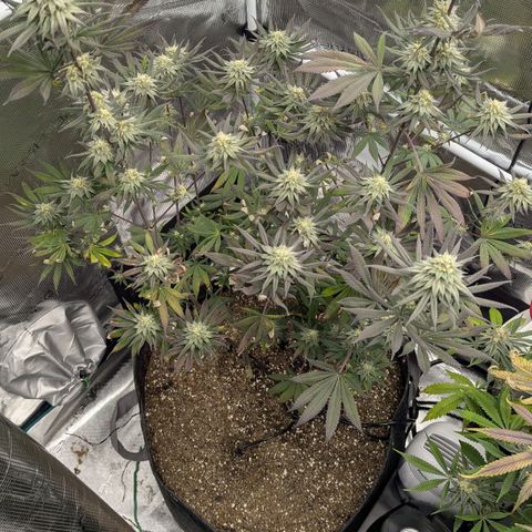 Four Peaks growlog timeline photo