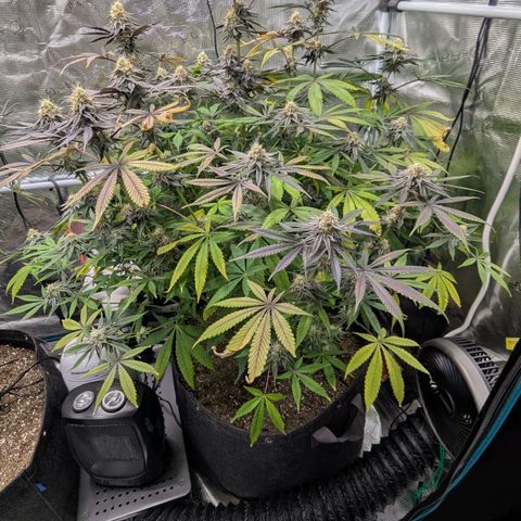 Purple Panty Dropper growlog timeline photo