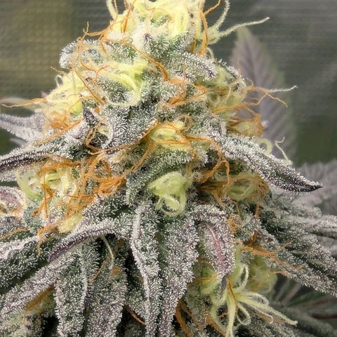 Purple Panty Dropper growlog timeline photo