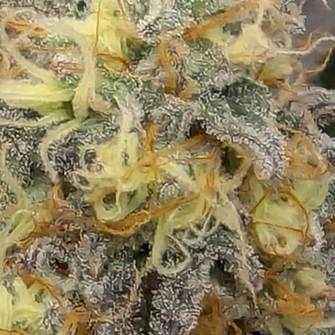Purple Panty Dropper growlog timeline photo