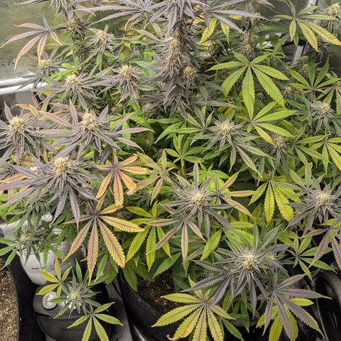 Purple Panty Dropper growlog timeline photo