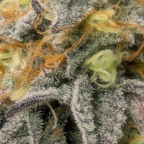 Purple Panty Dropper growlog timeline photo