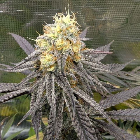 Purple Panty Dropper growlog timeline photo