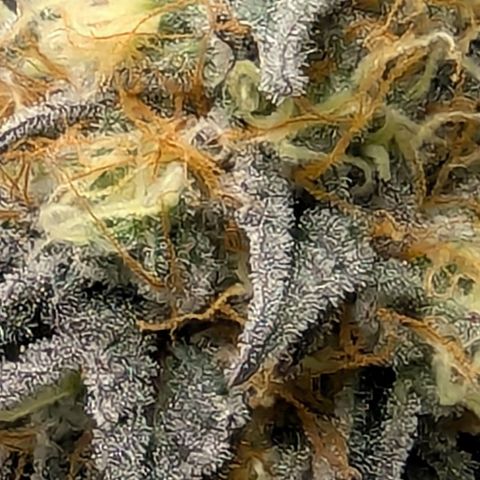Purple Panty Dropper growlog timeline photo