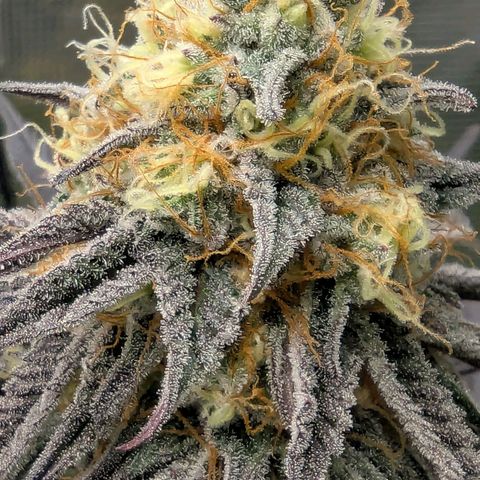 Purple Panty Dropper growlog timeline photo