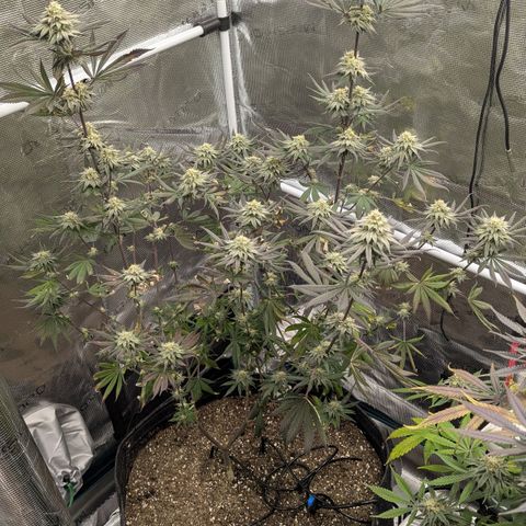 Four Peaks growlog timeline photo
